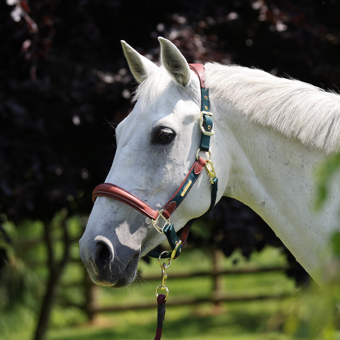 Недоуздок для лошади кожаный SHIRES LUSSO "Premium", COB, синий (Великобритания)