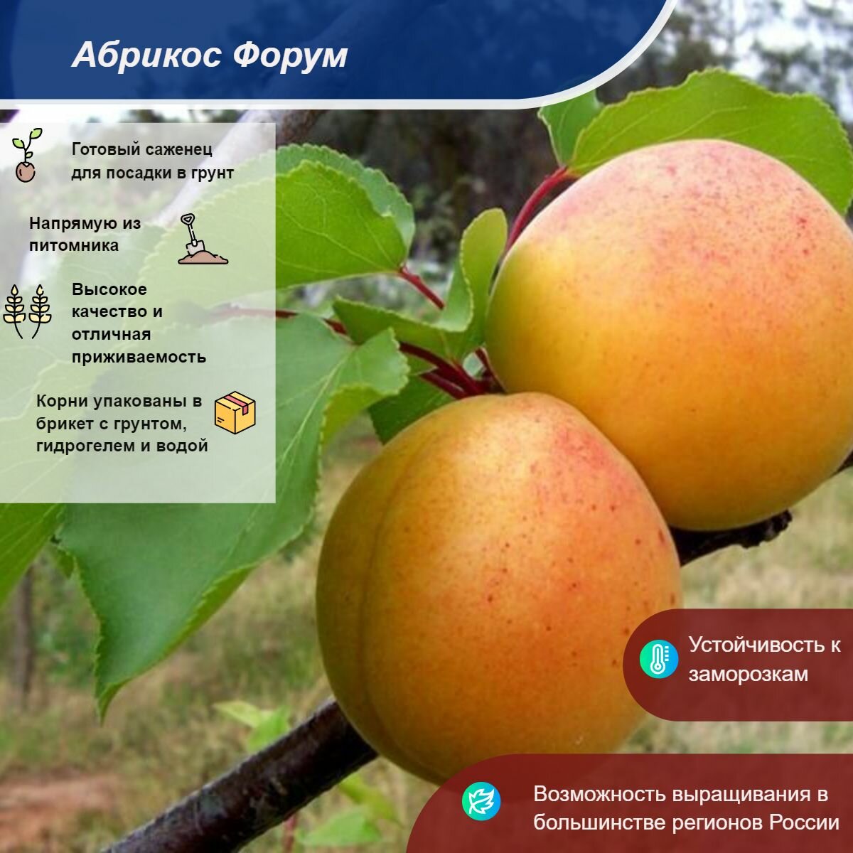 Сорт абрикоса Алеша, популярный в средней полосе