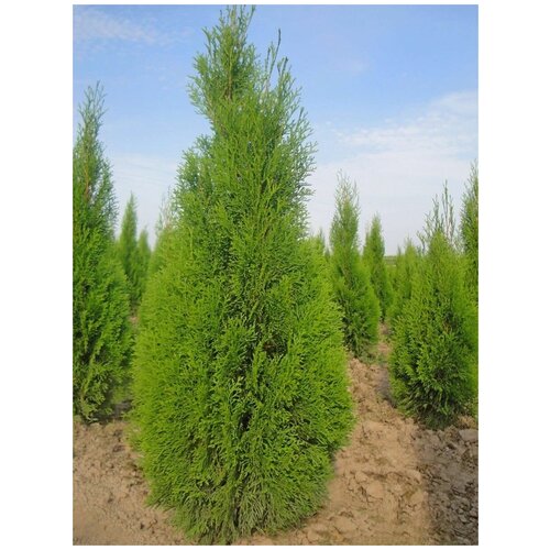 Семена Туя западная Смарагд (Thuja occidentalis Smaragd), 30 штук туя западная смарагд thuja occidentalis саженец 120 140 см более 5 лет ком закрытая зкс