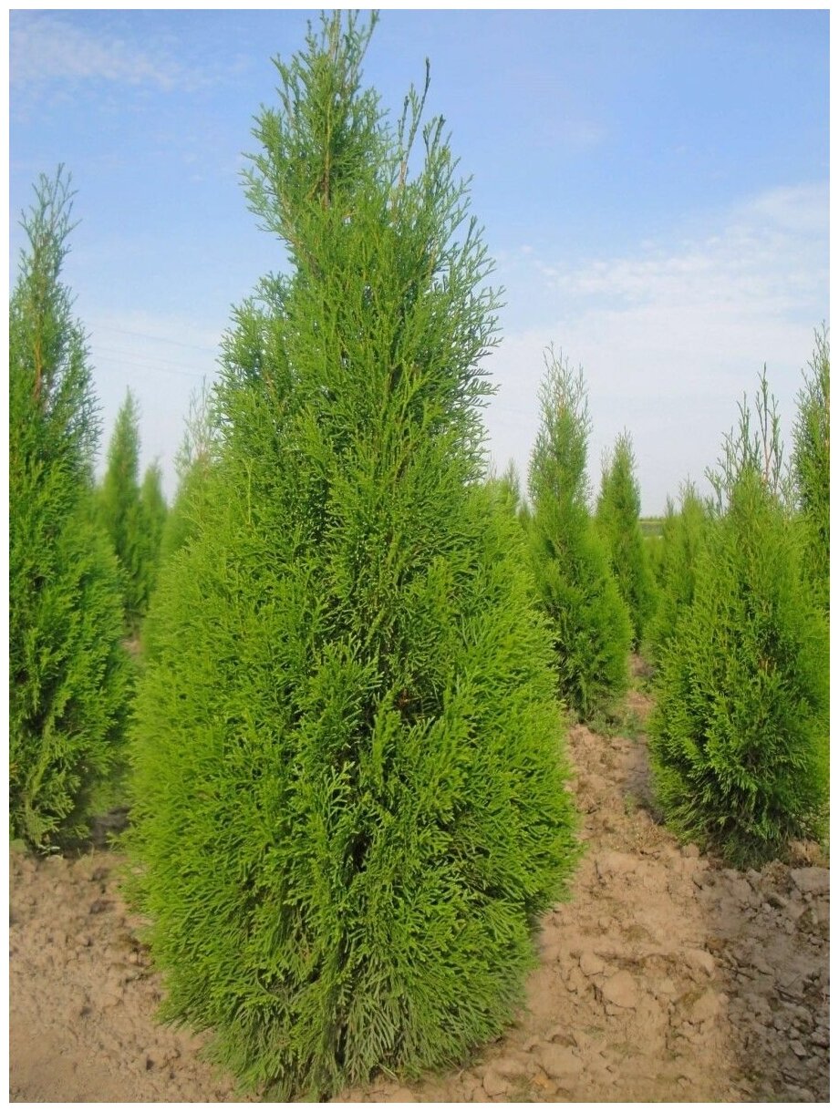 Семена Туя западная Смарагд (Thuja occidentalis Smaragd) 30 штук