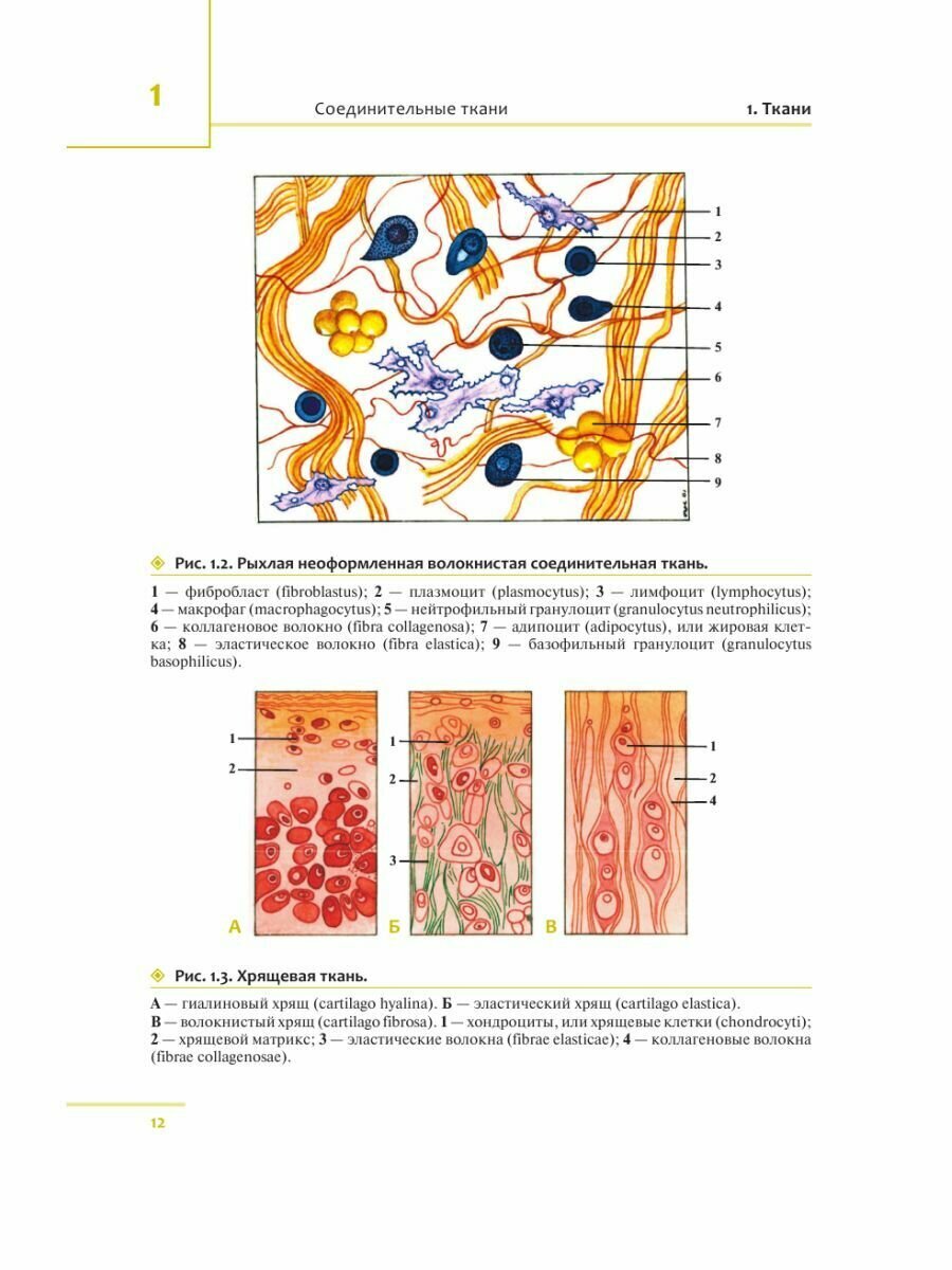Универсальный атлас анатомии человека с цветными иллюстрациями - фото №17