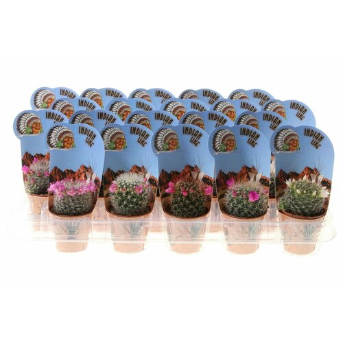 Растение кактус индиан D5 H14