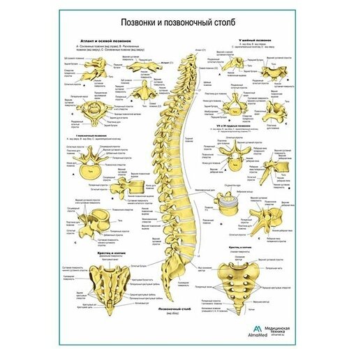 Позвонки и позвоночный столб, плакат матовый холст от 200 г/кв. м, размер A1+