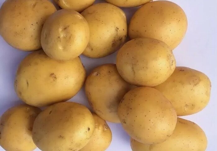 Картофель семенной селекционный сортовой наташа клубни 3 кг - фотография № 4