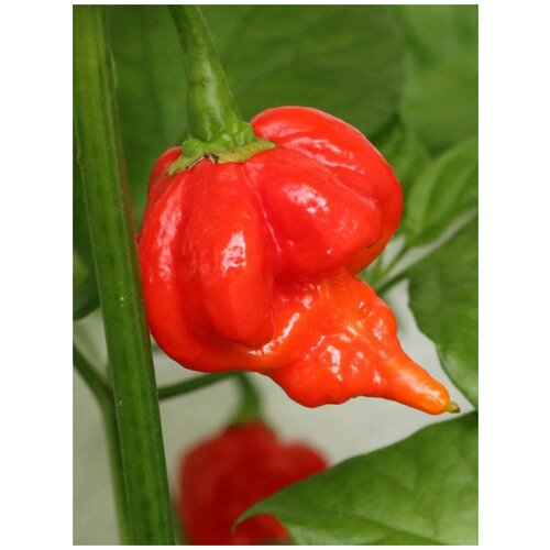 Семена Острый перец Trinidad Scorpion Butch T red (Тринидад Скорпион Бутч Т красный), 5 штук