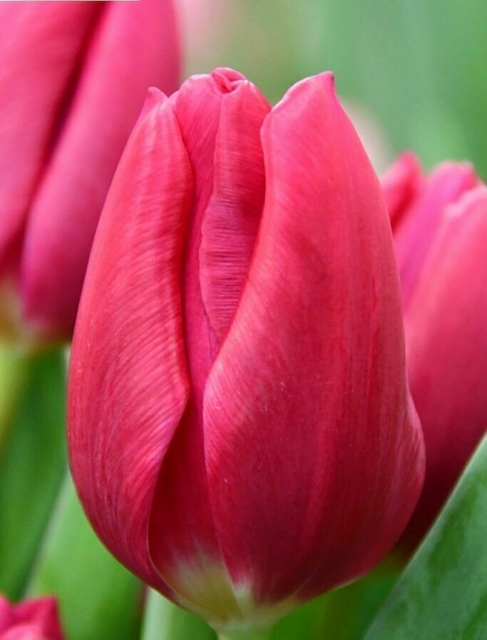 Луковицы тюльпана Pink Ardour (10шт.)