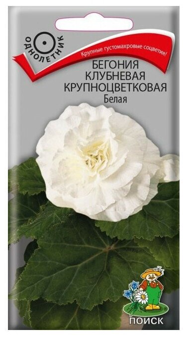 Семена Бегония Белая клубневая крупноцветковая 5шт Одн 35см (Поиск)