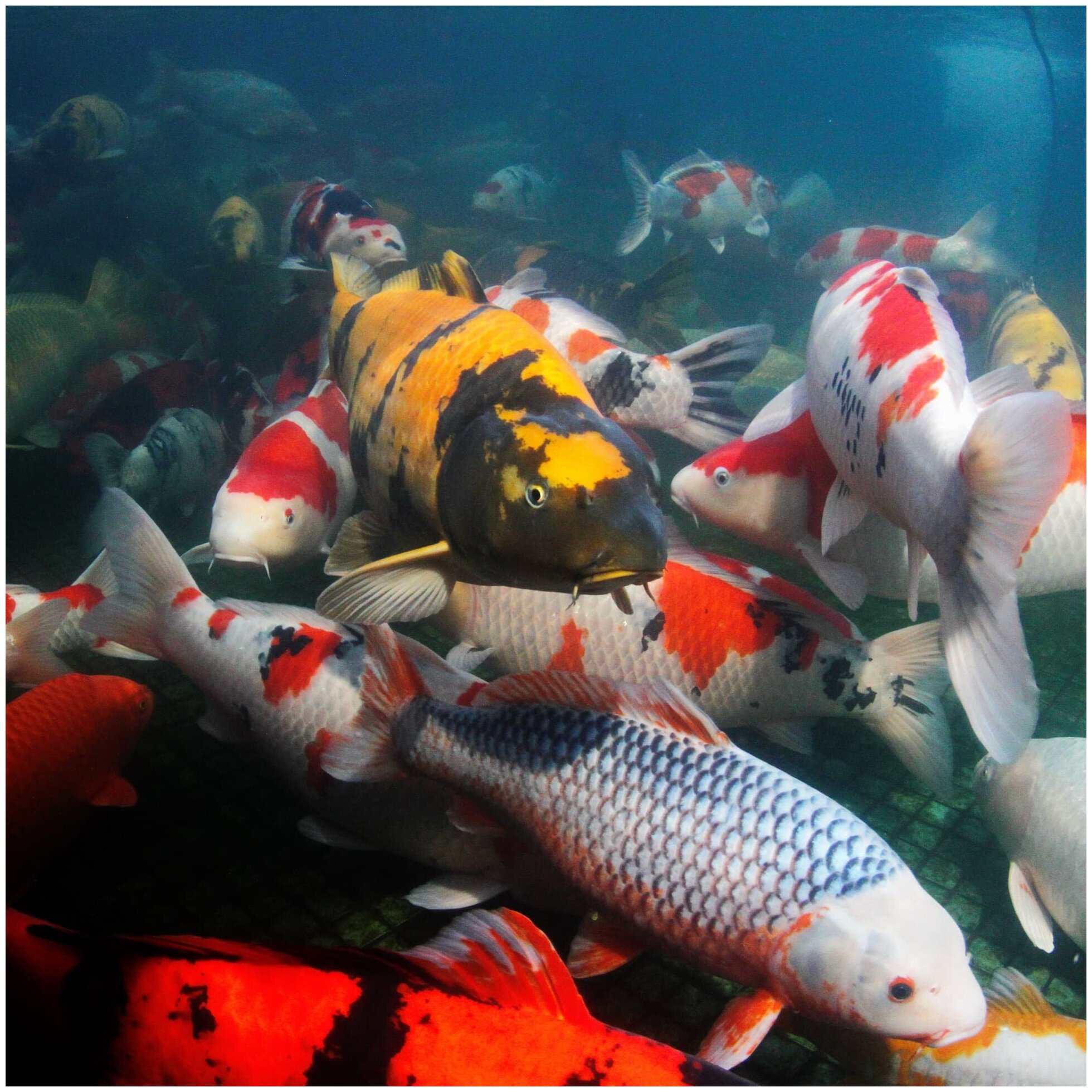 Сухой корм для рыб JBL ProPond All Seasons S, 24 л, 4.3 кг - фотография № 15