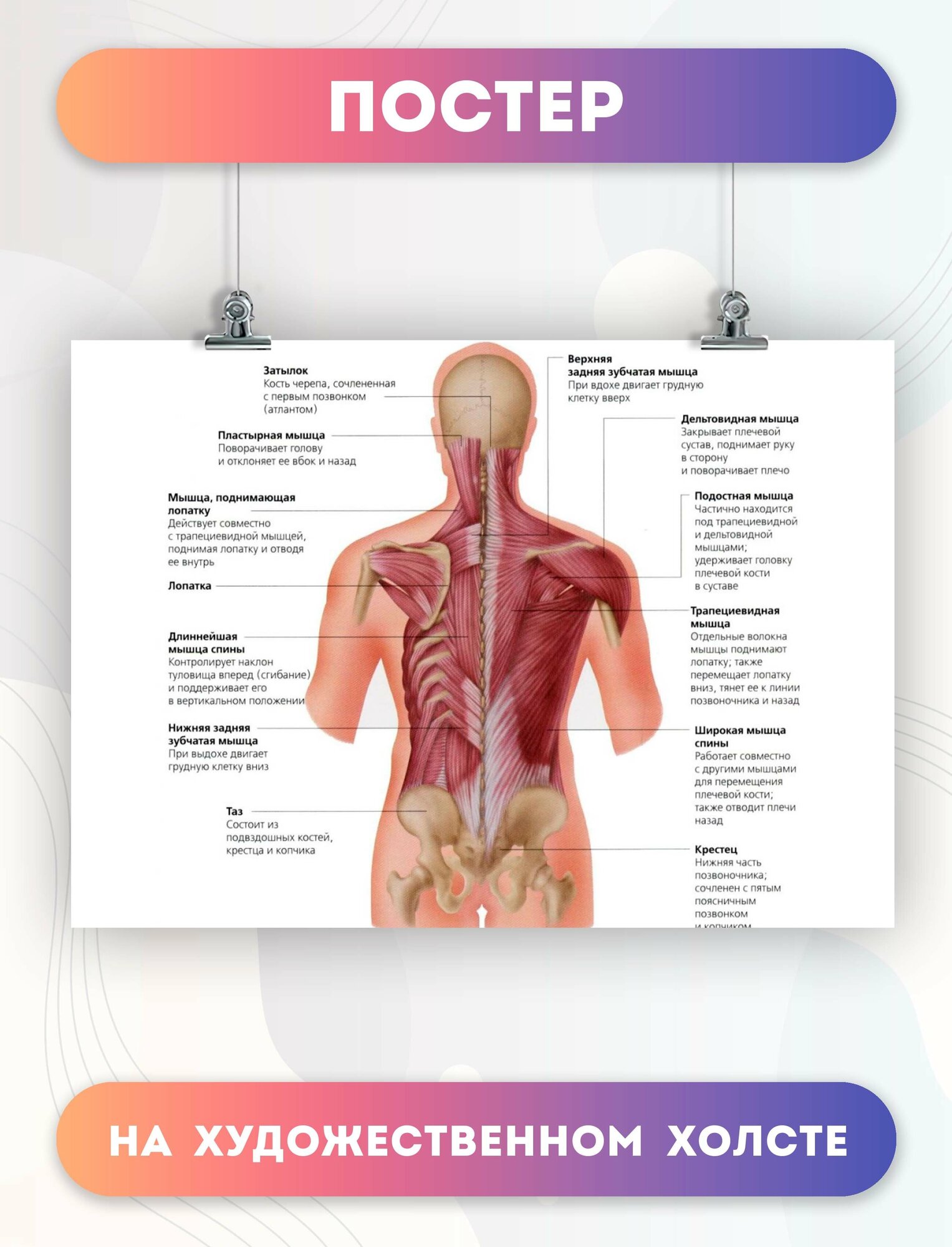 Постер на холсте анатомия спинных мышц биология больница 30х40 см