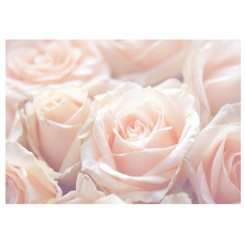 Фотообои B-014 Bellissimo Нежные розы 4 листа 1400х2000 мм 1124₽