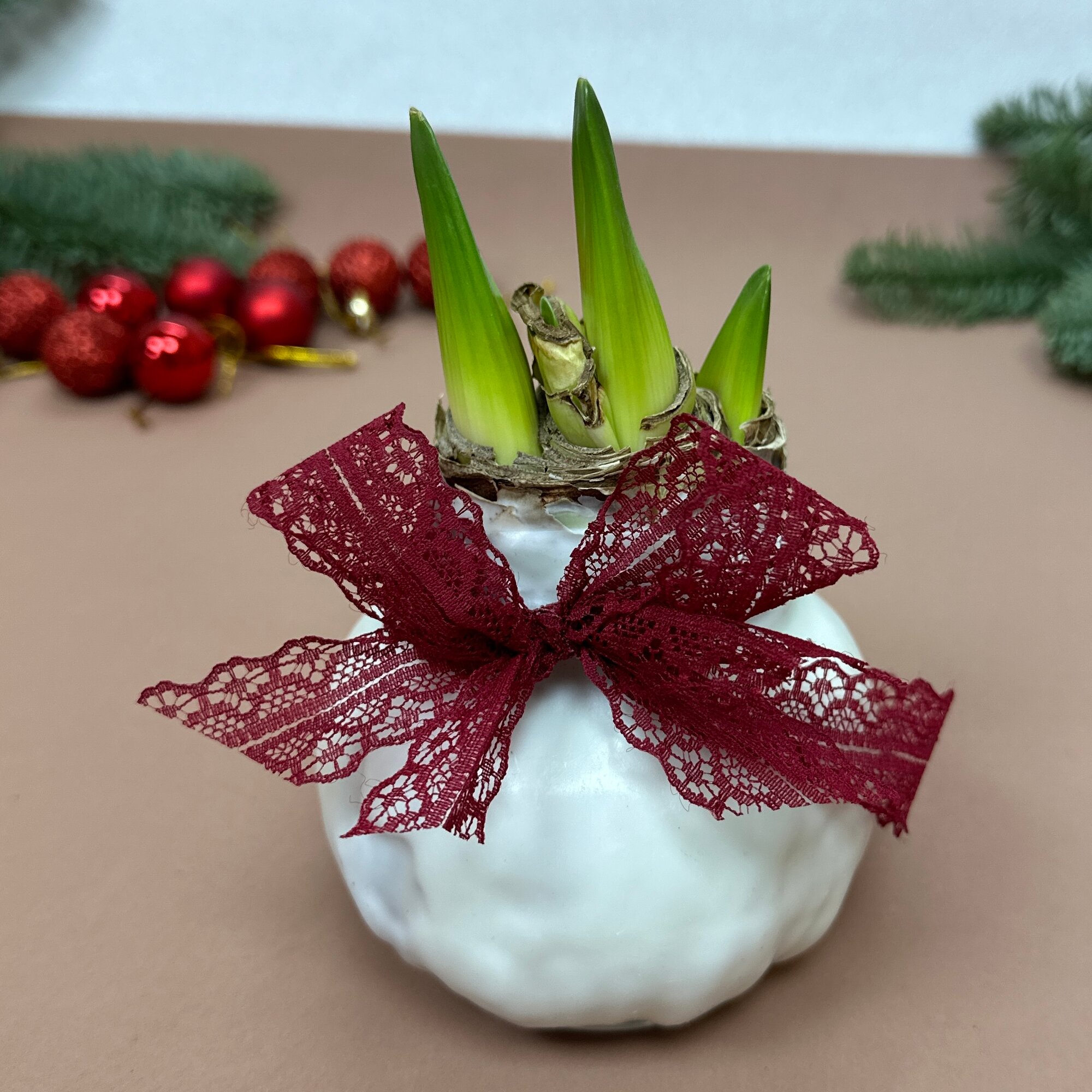 Луковица амариллиса в воске / Арт. 921416 / Радуга Букет