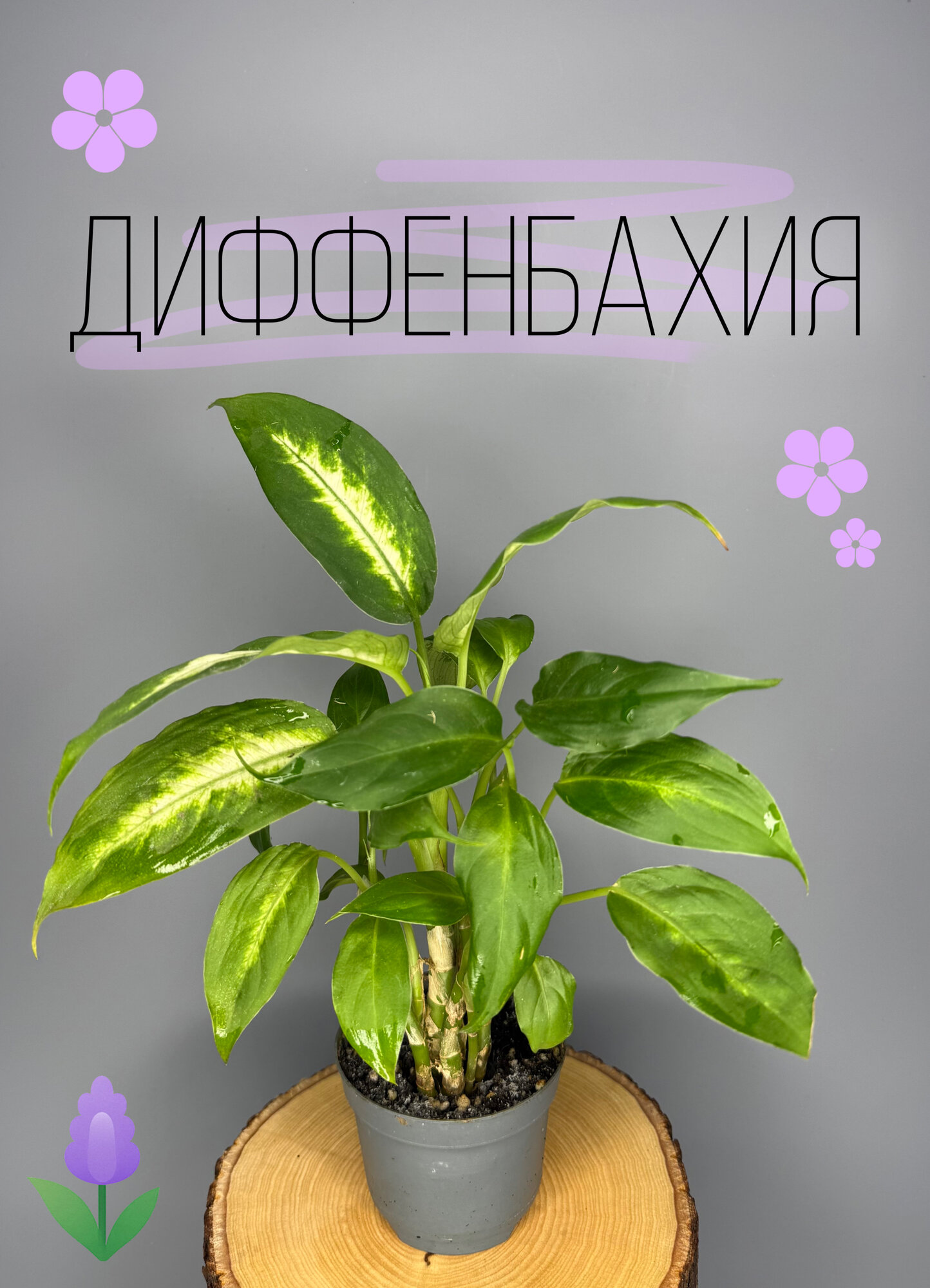 Диффенбахия (Dieffenbachia) 8см