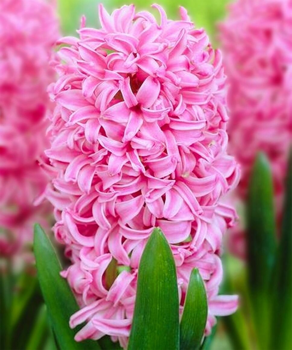Луковицы многолетних цветов Гиацинт "Pink Pearl" 3шт в упаковке Высший сорт - фотография № 3