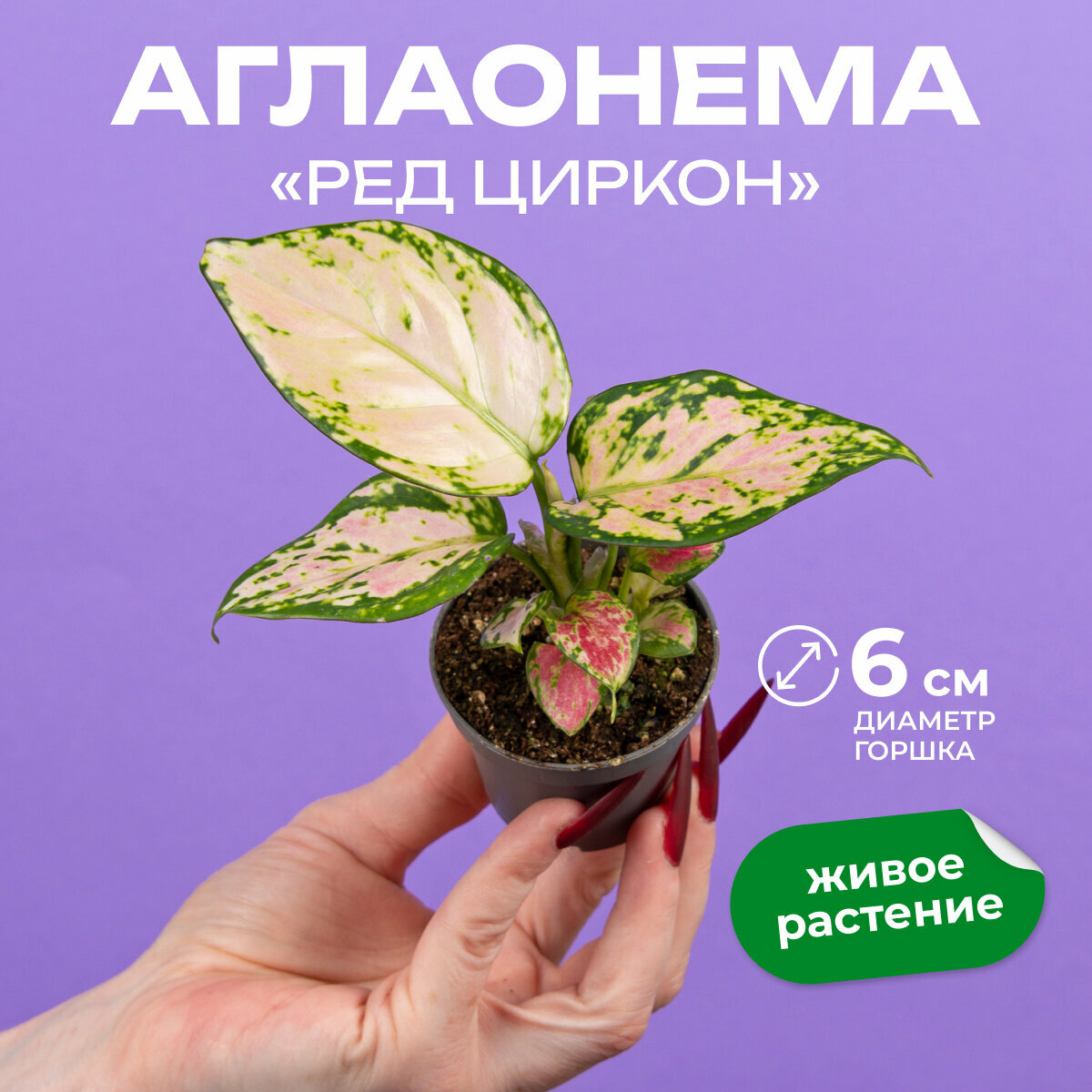 Аглаонема ред циркон высота 12 см горшке d6 см