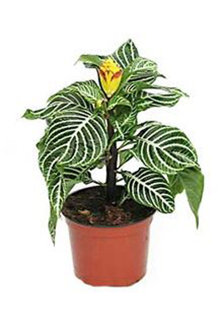 Афеландра желтая - Aphelandra Squarrosa Dania D12 H30