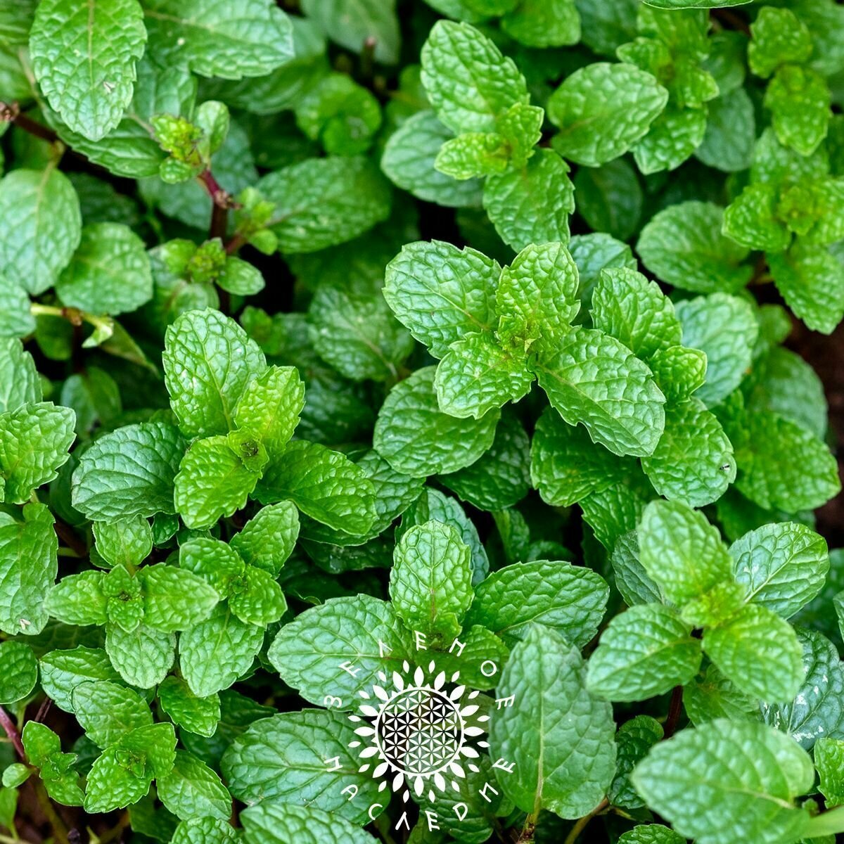Семена Мята перечная (лат. Mentha piperita) 150 шт от Green Legacy — фото 1
