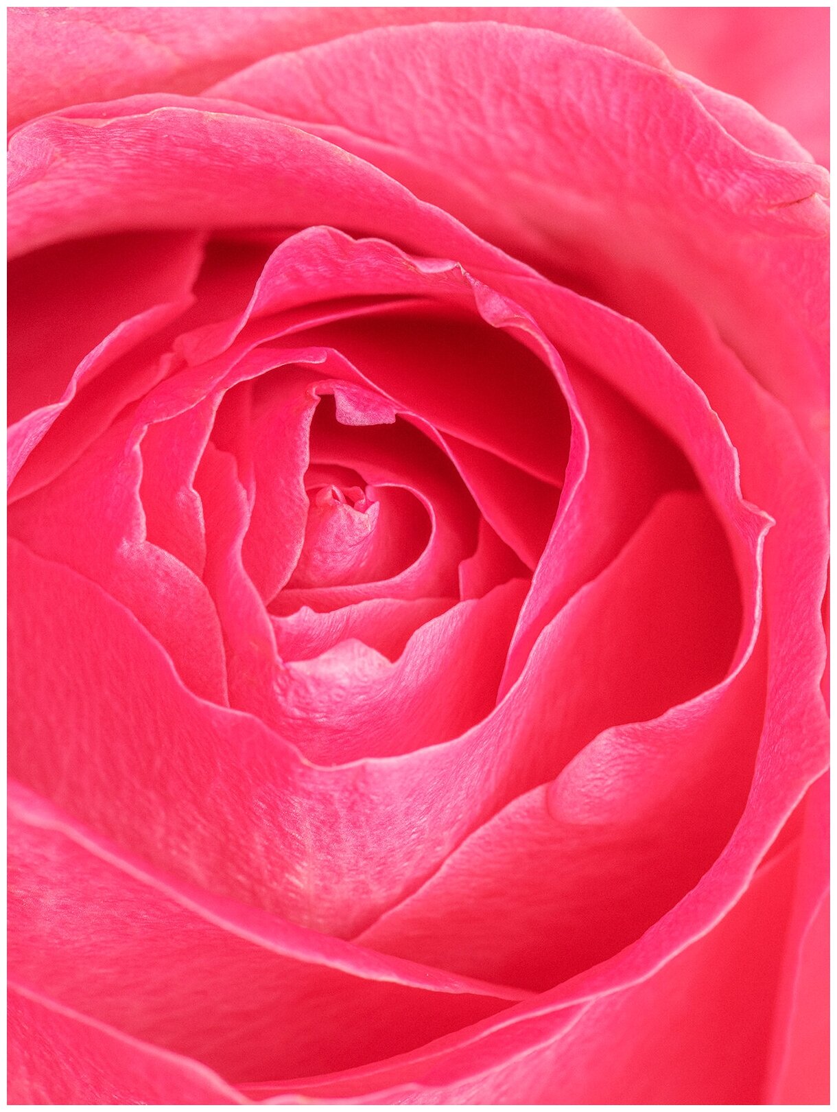 Постер / Плакат / Картина Розовый бутон 40х50 см в подарочном тубусе