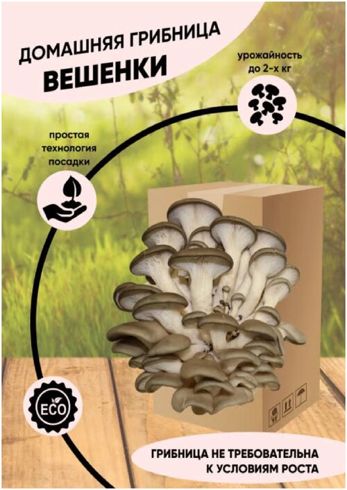 Грибница вешенки/Набор для выращивания вешенок/Большой набор для выращивания грибов/Урожайность до 2х кг.