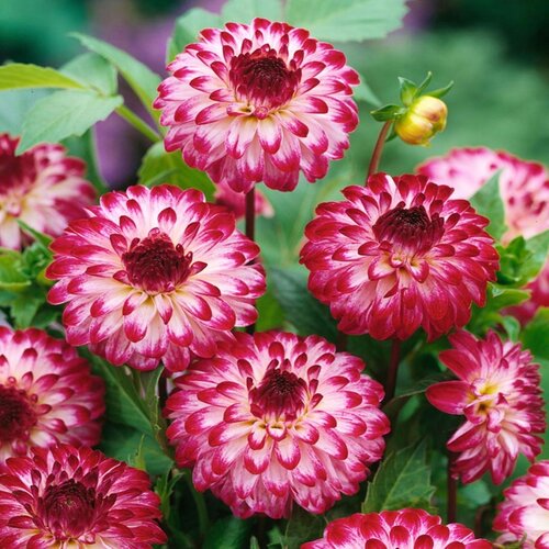 Клубни Георгина помпонная Литтл Роберт 1 шт.