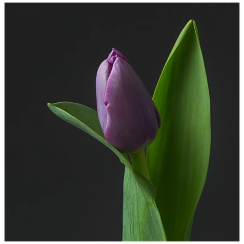 Фиолетовый тюльпан (штучно) на 8 марта
