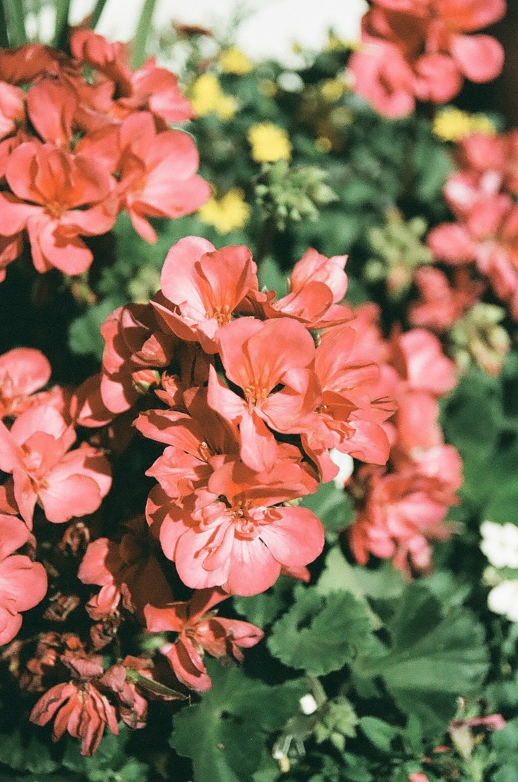 Фотопленка SFL Shanghai Color 400, 135 формат, 36 кадров — фото 1