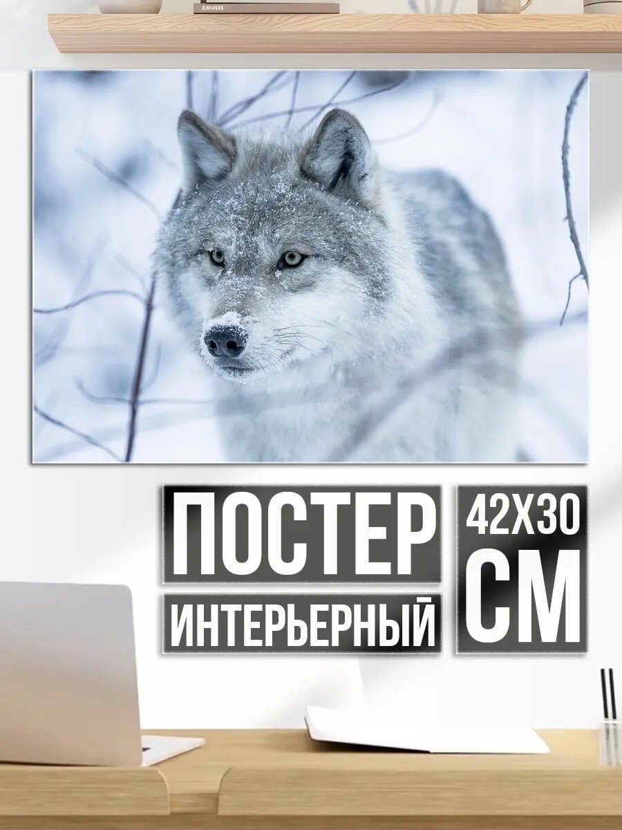 Плакат постер Волк в снегу