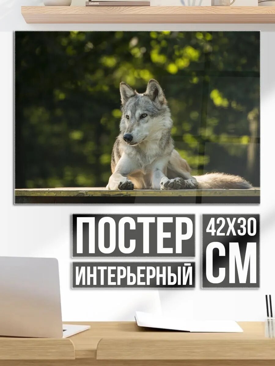 Плакат постер Волк на столе