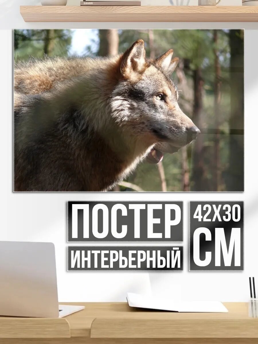 Плакат постер Волк в лесу