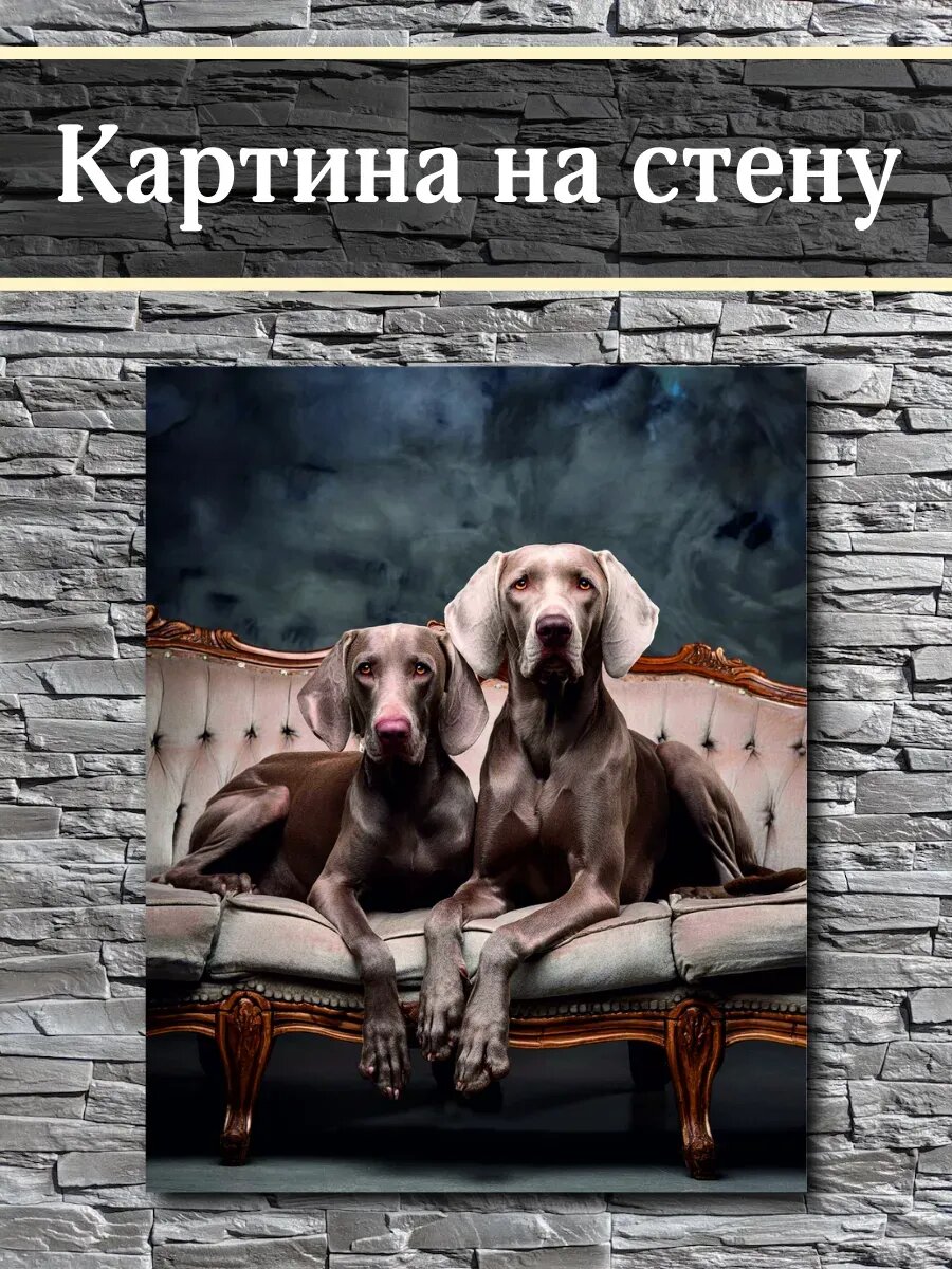 Картина на стену Собаки на диване Веймаранер