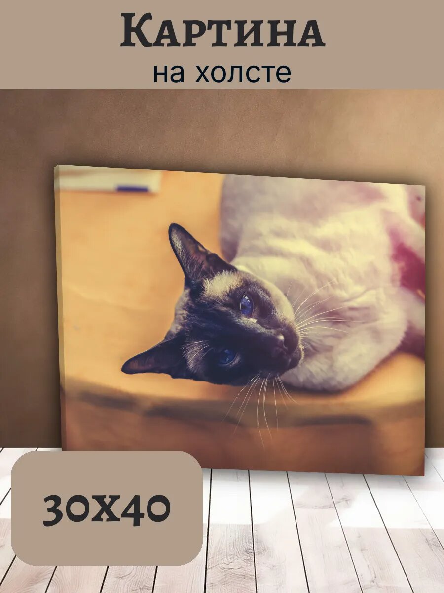 Картина Кот Кошка Cat 30x40 сиамская на дереве