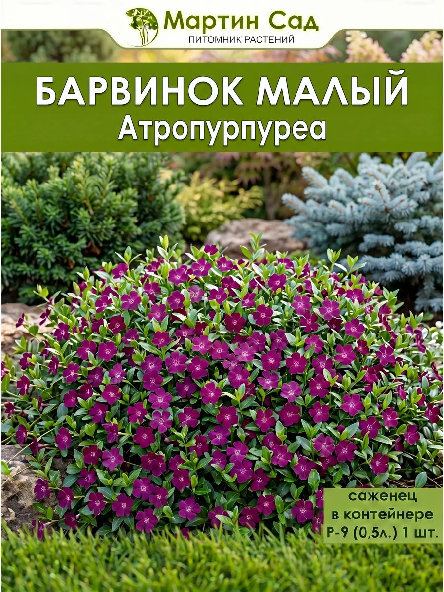 Барвинок малый Атропурпуреа Р-9