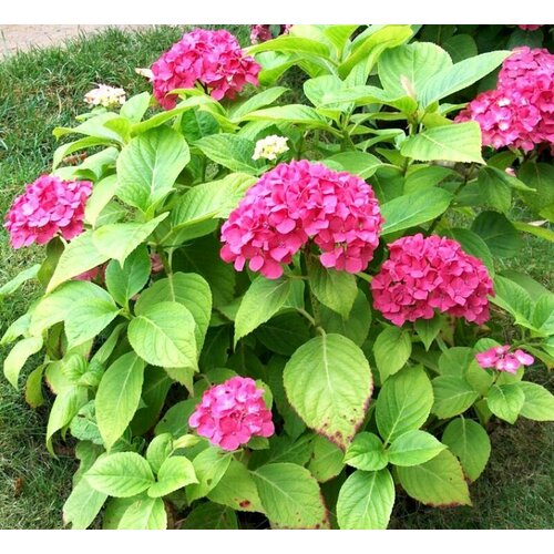 Гортензия крупнолистная Ред Мисс Хепберн 1199₽