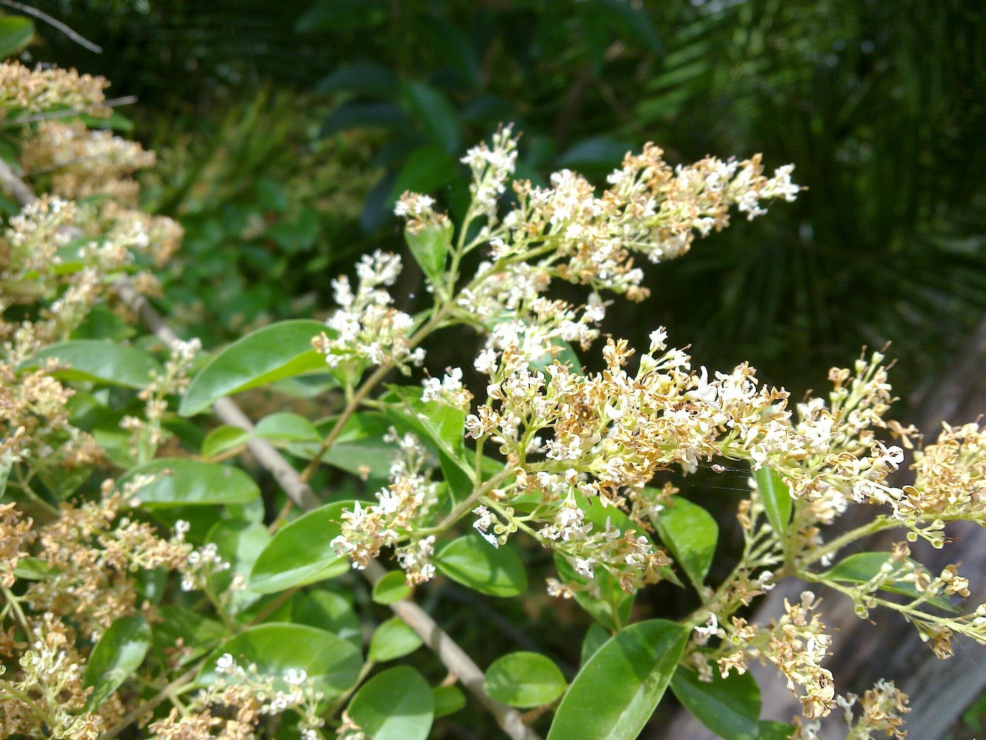 Бирючина китайская (лат. Ligustrum sinense) семена 10 шт + подарочные семена