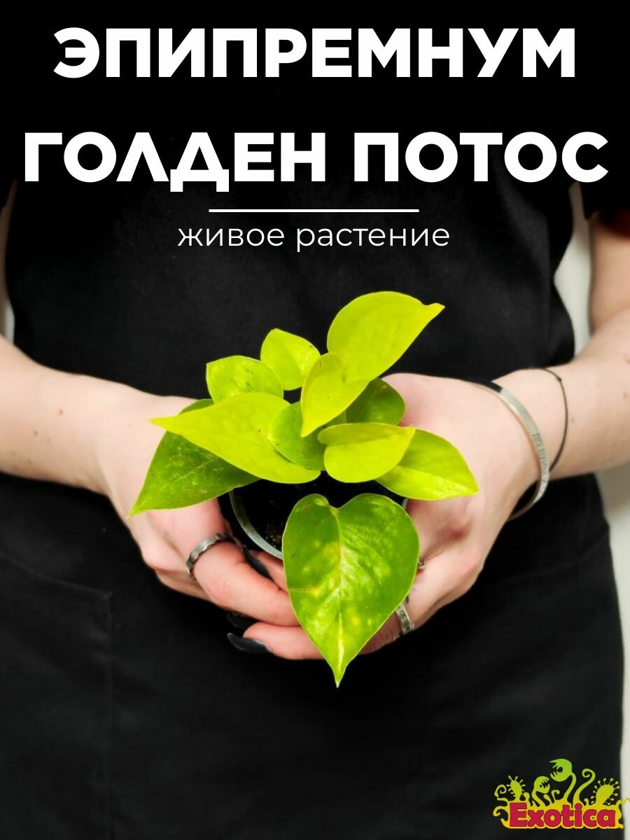 Эпипремнум Голден Потос или Сциндапсус Золотистый (Epipremnum Golden Pothos) D6см живое растение