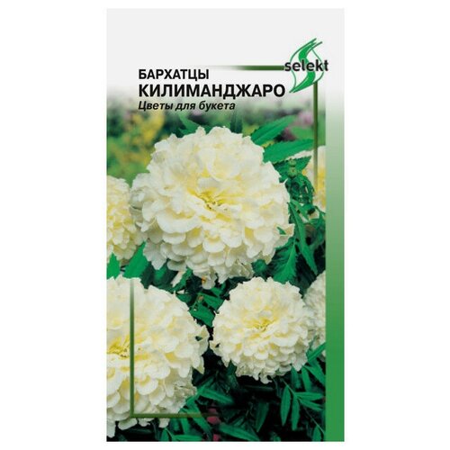 Семена Бархатцы Килиманджаро кремово-белые 35шт для дачи, сада, огорода, теплицы / рассады в домашних условиях семена томат черный принц 35шт для дачи сада огорода теплицы рассады в домашних условиях