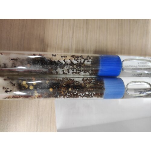 Муравьи для муравьиной фермы Antlife.r