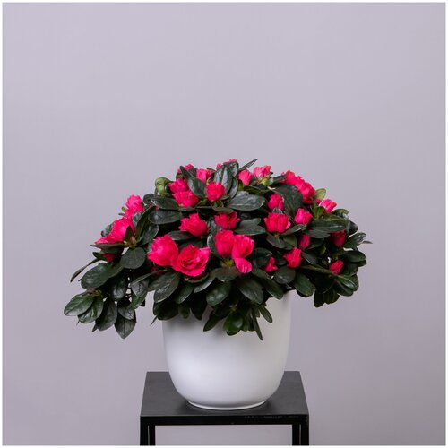 Азалия Индика Красная (D-14, Н-40)