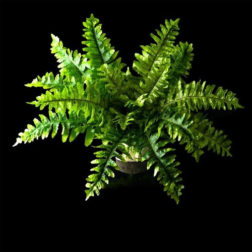 Искусственное растение Hagen Exo-Terra Boston Fern, medium искусственное растение exo terra ruscus silk medium