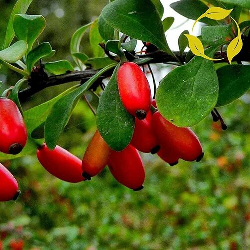 Барбарис обыкновенный - (лат. Berberis vulgaris) семена 25 шт + подарочек