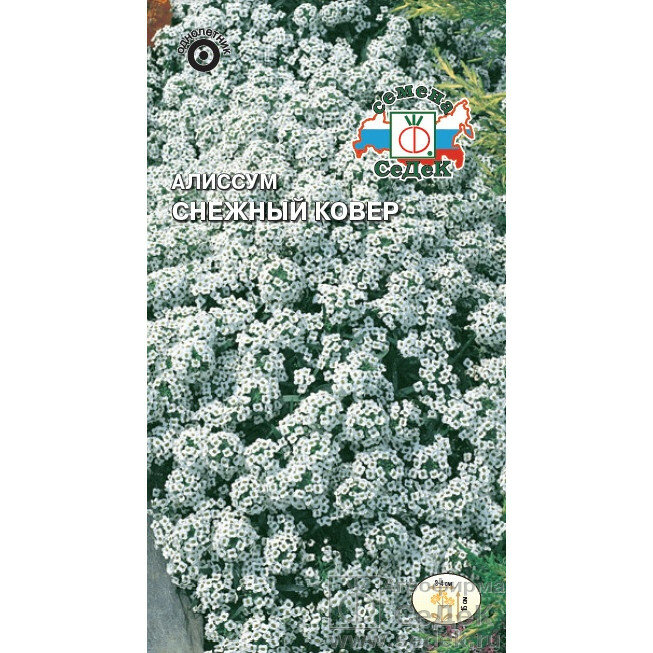 Алиссум морской Снежный ковер 0 1г  СеДеК 