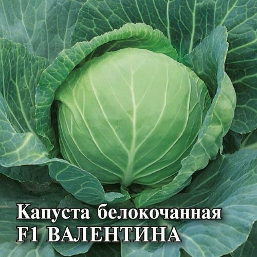 Гавриш, Семена для фермера Капуста белокочанная, Валентина F1, 25,0 грамм гавриш семена для фермера капуста белокочанная валентина f1 25 0 грамм