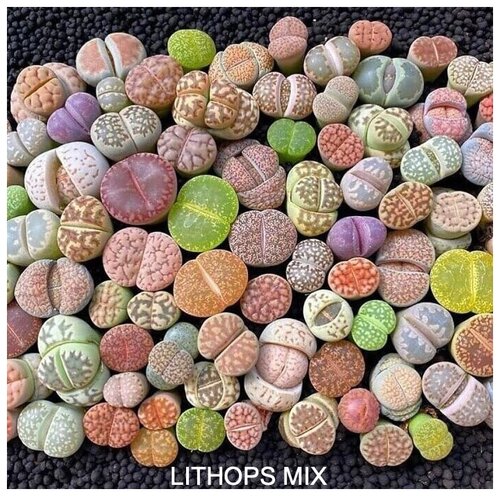 Литопсы MIX Набор для выращивания: 432 оценки о товаре и 1370 отзывов ...