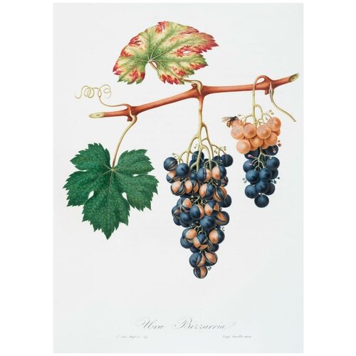 Постер / Плакат / Картина Фрукты - Виноград на ветке 90х120 см в подарочном тубусе