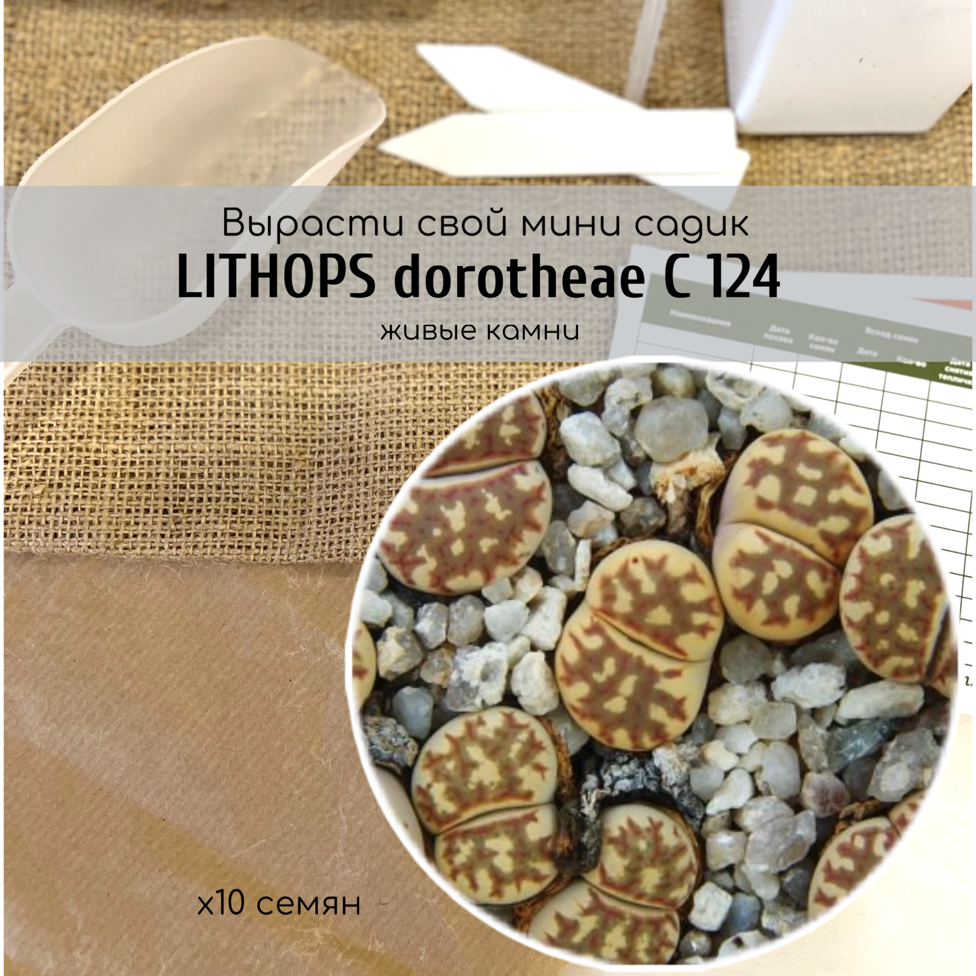 Семена литопсов Lithops dorotheae C124 Аизовые / Серия суккулентов Живые камни