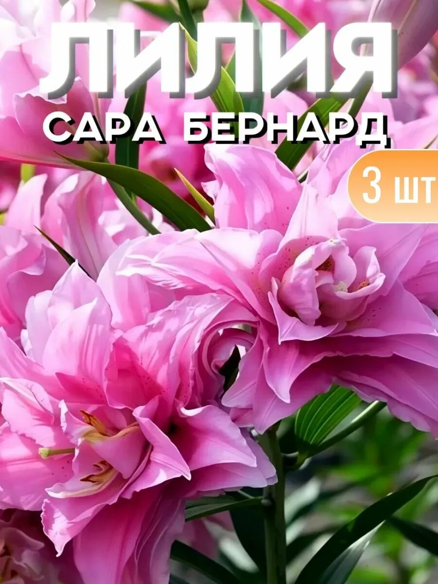 Луковицы лилии многолетние, новые популярные сорта 3 штуки