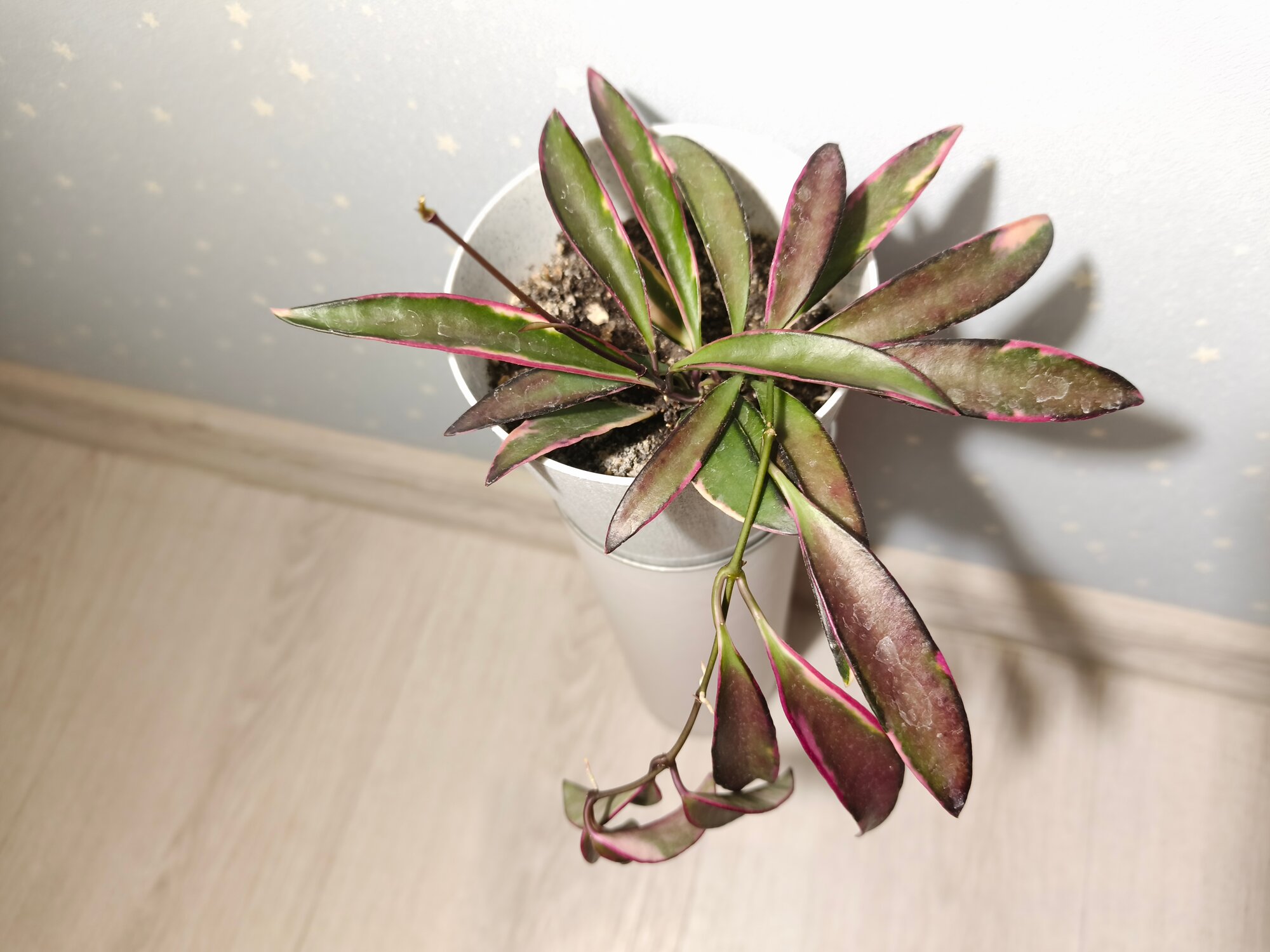 Хойя кентиана "LORI LYN". Hoya KENTIANA "LORI LYN". Взрослое растение.