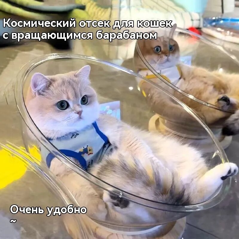 Коврик для животных, просторная игровая капсула с музыкой и отсеком для кошачьей мяты для активного отдыха кошек