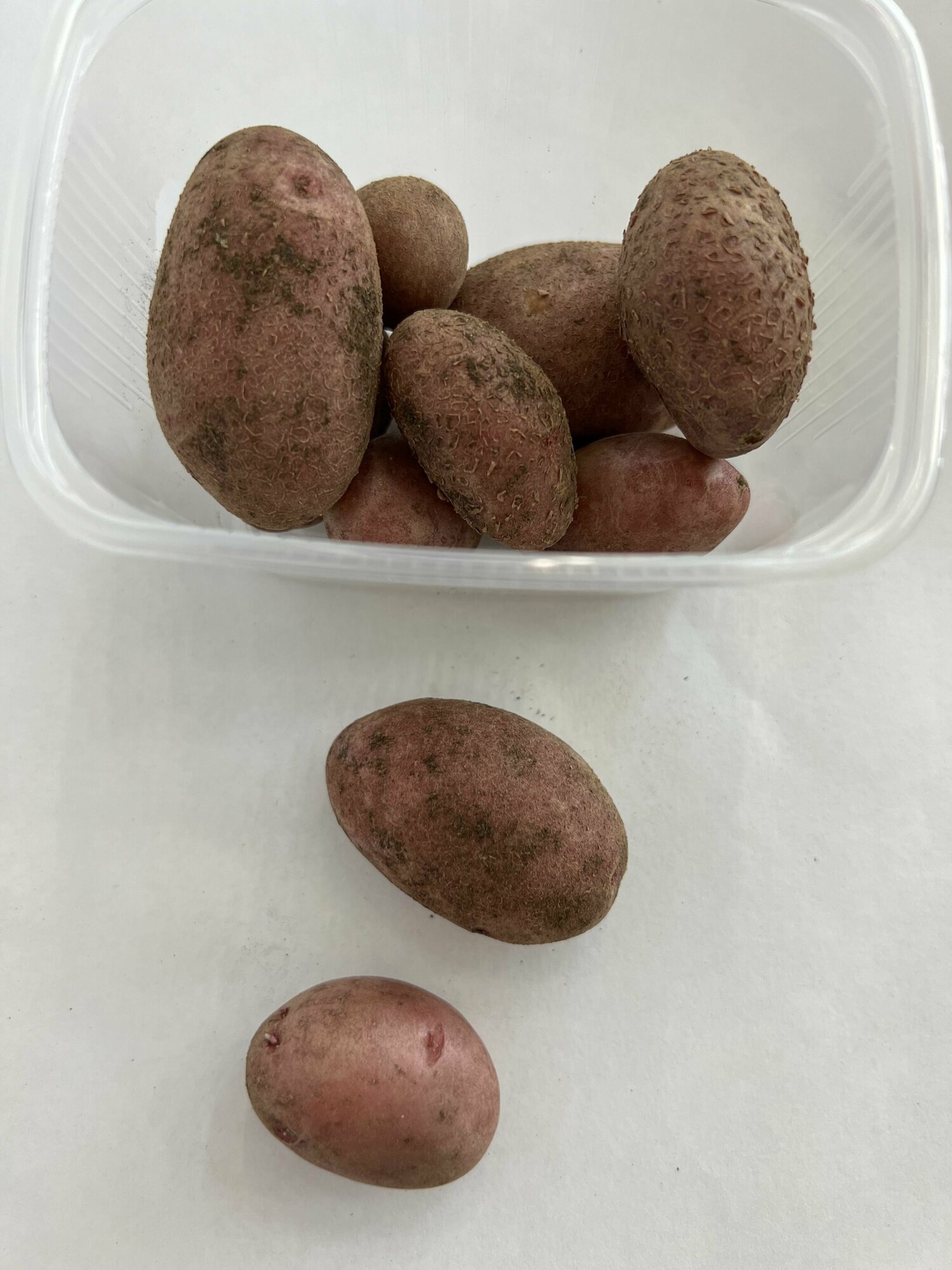 Мини-клубни "Легенда", оригинальный семенной картофель. - фотография № 5