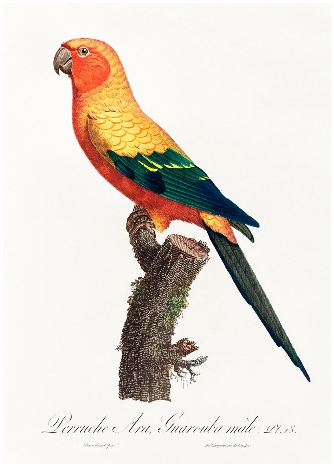 Постер / Плакат / Картина Солнечный попугай 40х50 см в раме