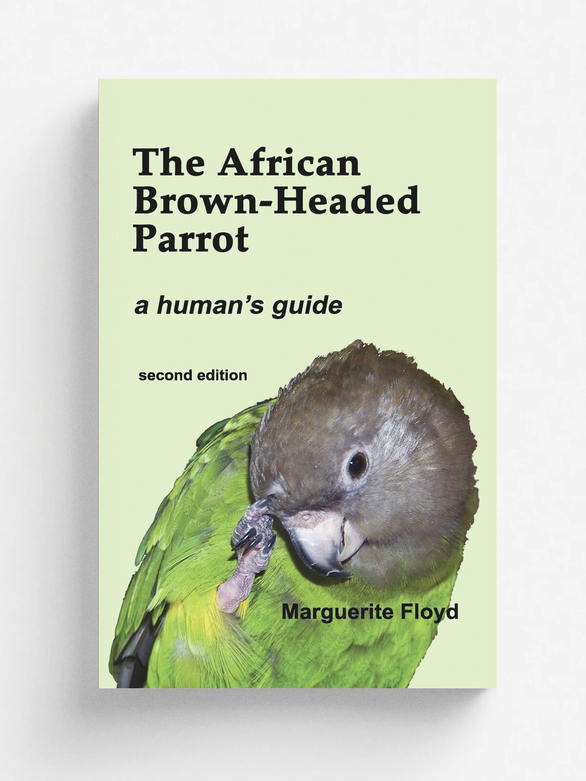 The African Brown-Headed Parrot